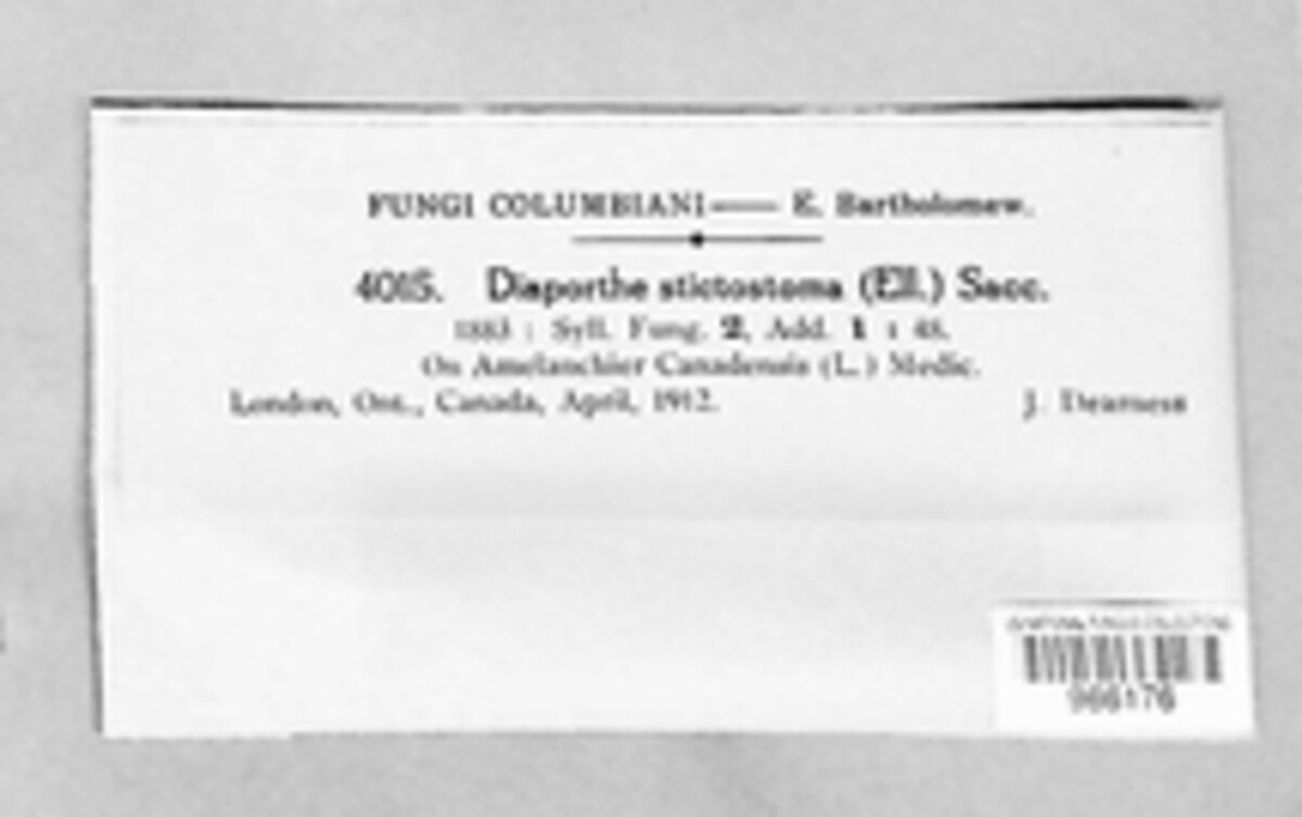Wuestneia punctistoma image